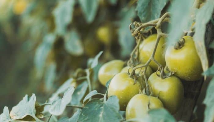 Why Are My Tomatoes Not Ripening? Reasons & Easy Solutions - The ...