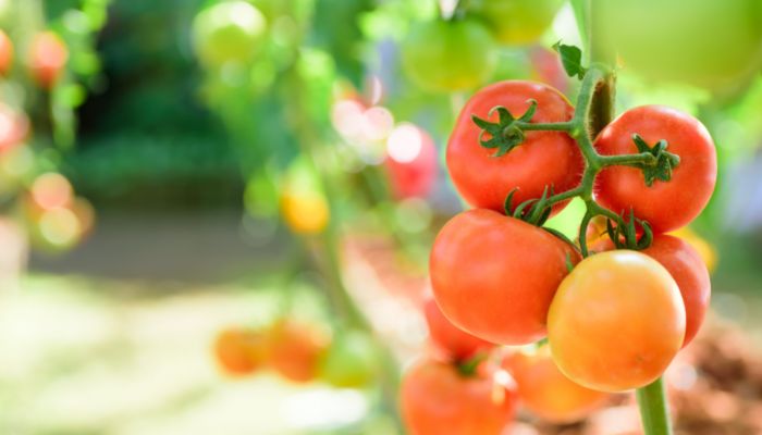 When To Plant Tomatoes In Georgia Detailed Guide The Scientific 