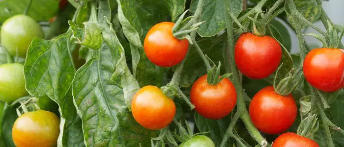 tomatoalabama