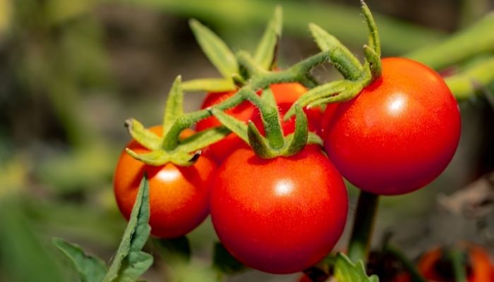 Super Fast 42 Day Tomato Seeds – The Quickest Ripening Heirloom You Can Grow!