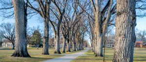 15 Best Trees to Plant in Colorado - The Scientific Gardener