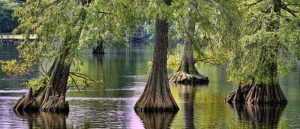 15 Best Trees to Plant in Missouri - The Scientific Gardener