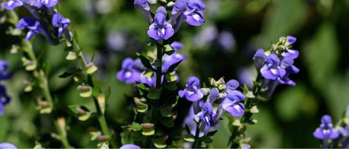 15 Best Trees to Plant in Maryland - The Scientific Gardener