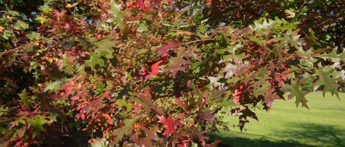 15 Best Trees to Plant in Maryland - The Scientific Gardener