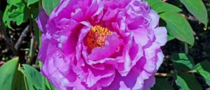 15 Best Trees to Plant in Colorado - The Scientific Gardener