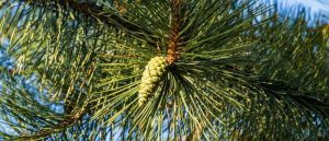 15 Best Trees to Plant in Colorado - The Scientific Gardener