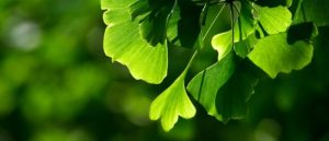 15 Best Trees to Plant in Colorado - The Scientific Gardener