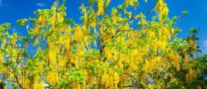 15 Best Trees to Plant in Colorado - The Scientific Gardener